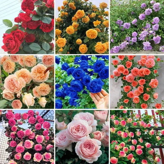 🔥limited time offer 🔥 Elegant Climbing Rose Flower Seeds