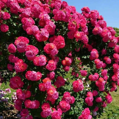 🔥limited time offer 🔥 Elegant Climbing Rose Flower Seeds
