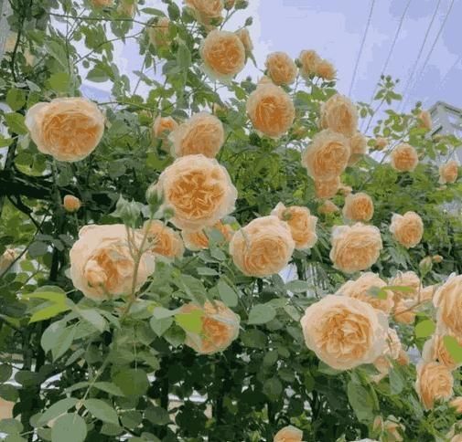 🔥limited time offer 🔥 Elegant Climbing Rose Flower Seeds