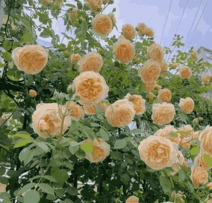 🔥limited time offer 🔥 Elegant Climbing Rose Flower Seeds