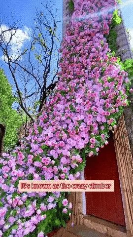 🔥limited time offer 🔥 Elegant Climbing Rose Flower Seeds