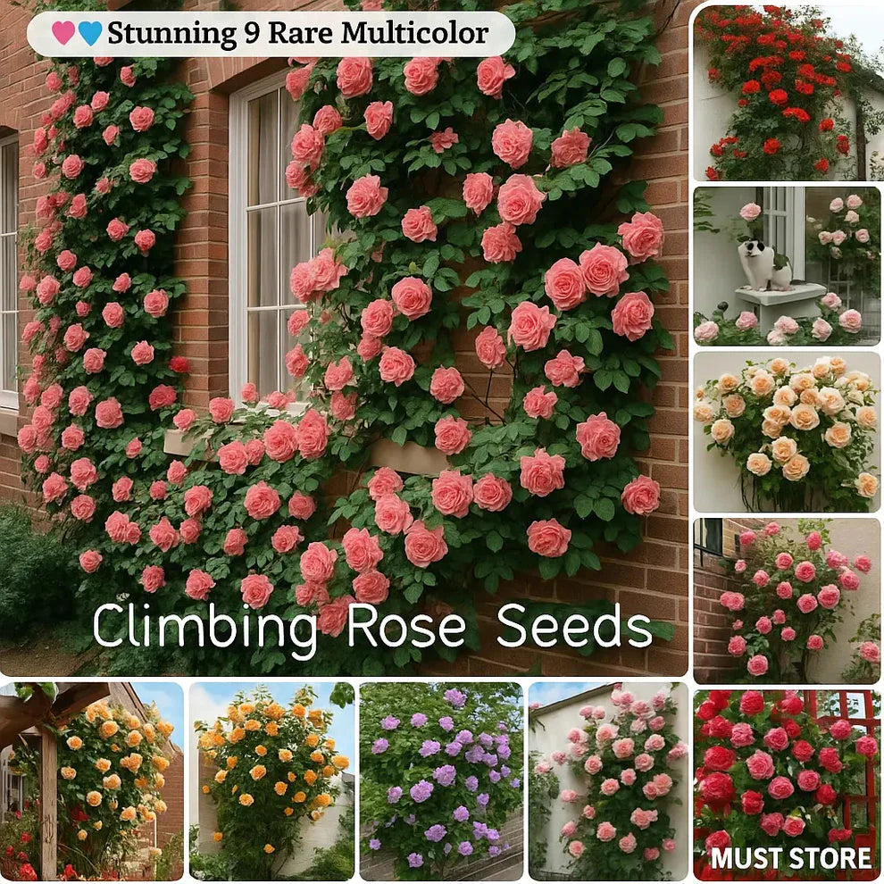 🔥limited time offer 🔥 Elegant Climbing Rose Flower Seeds