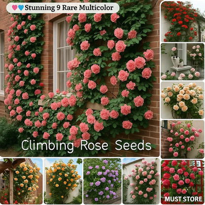🔥limited time offer 🔥 Elegant Climbing Rose Flower Seeds