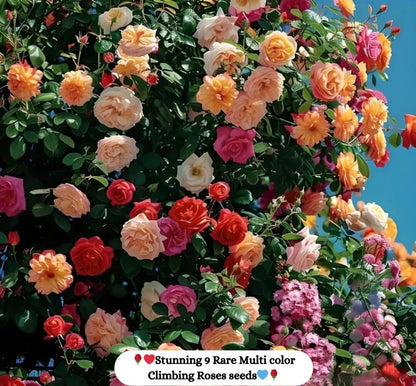 🔥limited time offer 🔥 Elegant Climbing Rose Flower Seeds