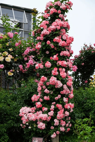 🔥limited time offer 🔥 Elegant Climbing Rose Flower Seeds